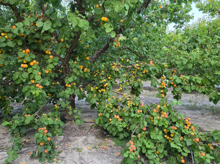 albaricoques-fruta-hueso-safer-fruit