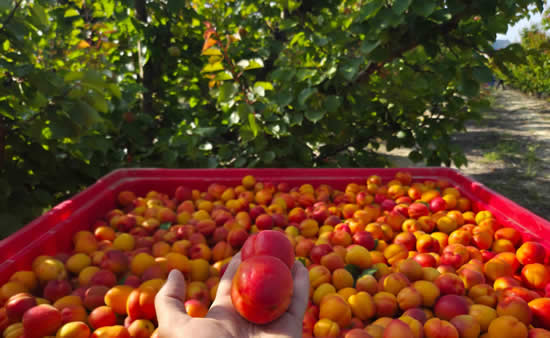 albaricoques-frutas-safer-fruit
