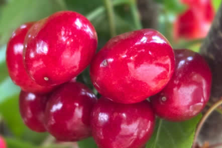 cerezas-agricola-safer-fruit