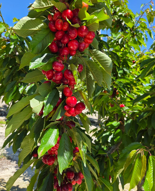 cerezas-safer-fruit-cultivo
