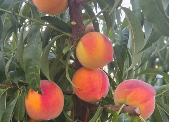 melocoton-fruta-hueso-safer-fruit