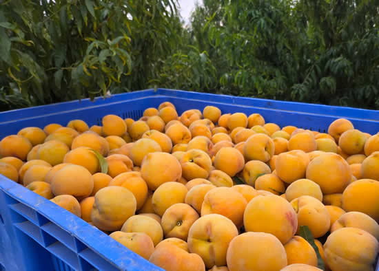 melocoton-safer-fruit