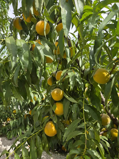 melocotones-fruta-hueso-safer-fruit