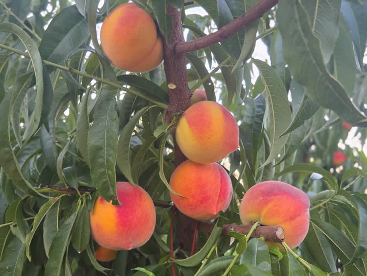 melocotones-safer-fruit