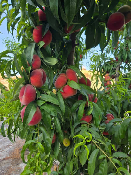 paraguayo-fruta-hueso-safer-fruit