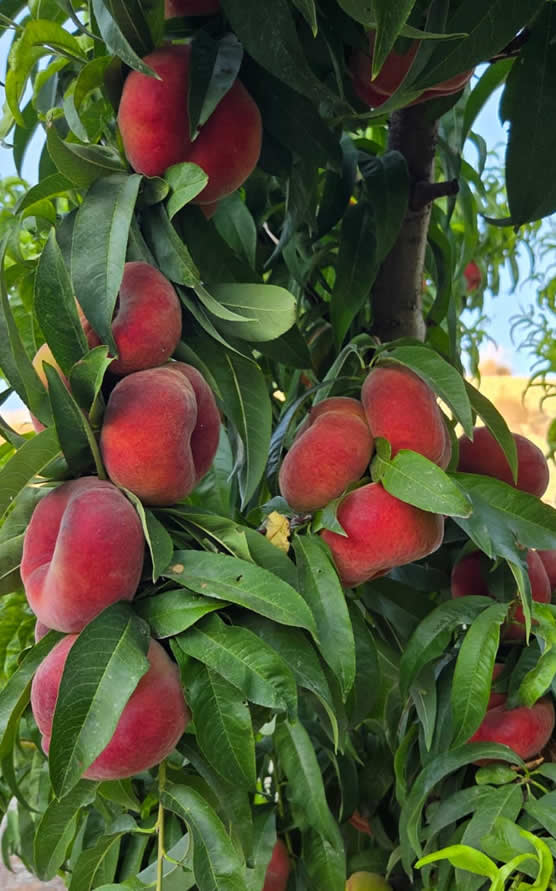 paraguayo-fruta-safer-fruit