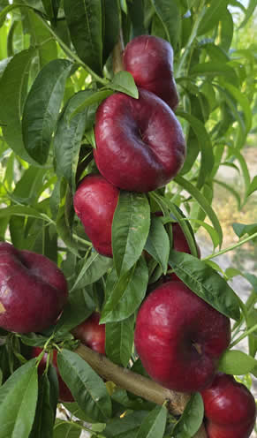 paraguayo-frutas-hueso-safer-fruit